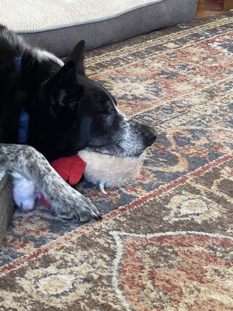 Bandit, a German Shepherd Dog and Border Collie mix tested with EmbarkVet.com
