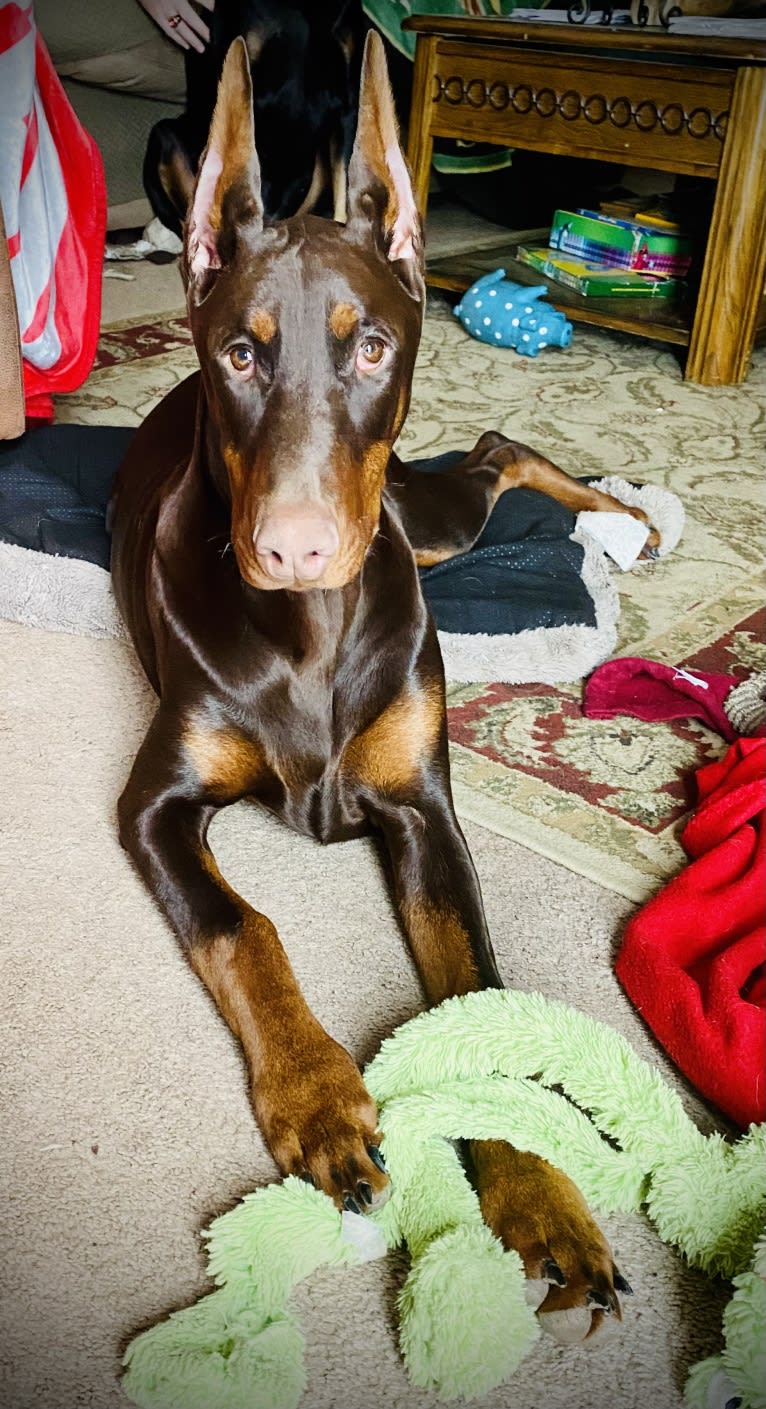 Han's Hatteras Sound, a Doberman Pinscher tested with EmbarkVet.com