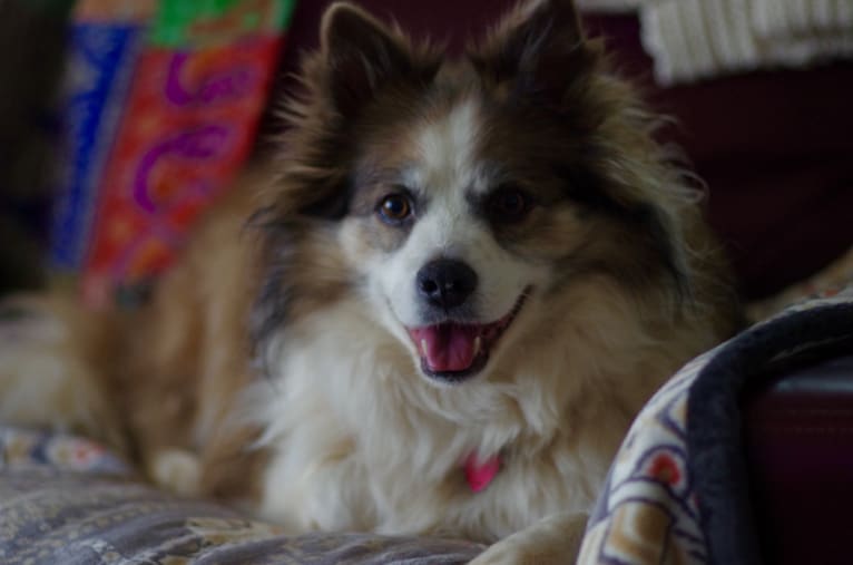 Zoe, an American Eskimo Dog and Bichon Frise mix tested with EmbarkVet.com