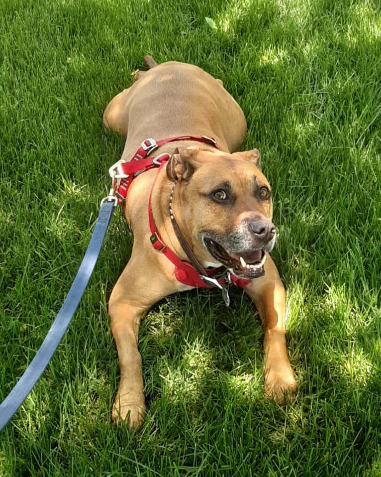 Butkus, an American Pit Bull Terrier and Boxer mix tested with EmbarkVet.com