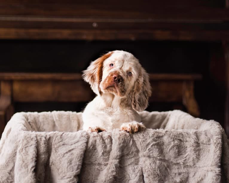 Daisy, a Clumber Spaniel tested with EmbarkVet.com