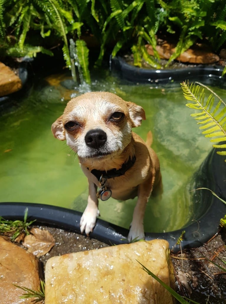 JOE, a Chihuahua and Yorkshire Terrier mix tested with EmbarkVet.com