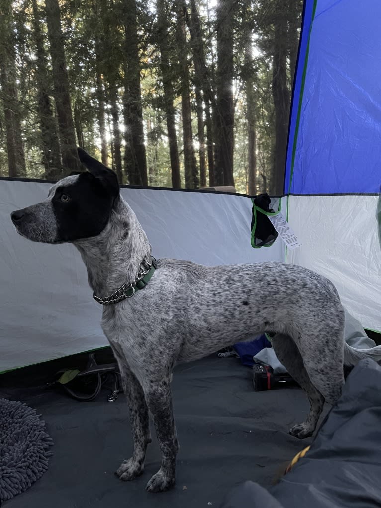 Jax, an American Pit Bull Terrier and Australian Cattle Dog mix tested with EmbarkVet.com