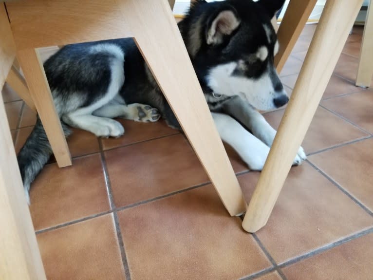 Rocket, a Siberian Husky and Alaskan Malamute mix tested with EmbarkVet.com