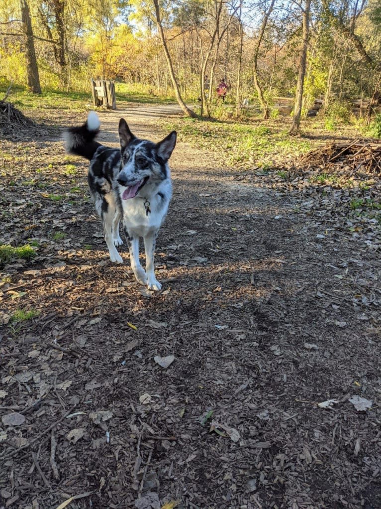 Carmen, a Collie and Siberian Husky mix tested with EmbarkVet.com