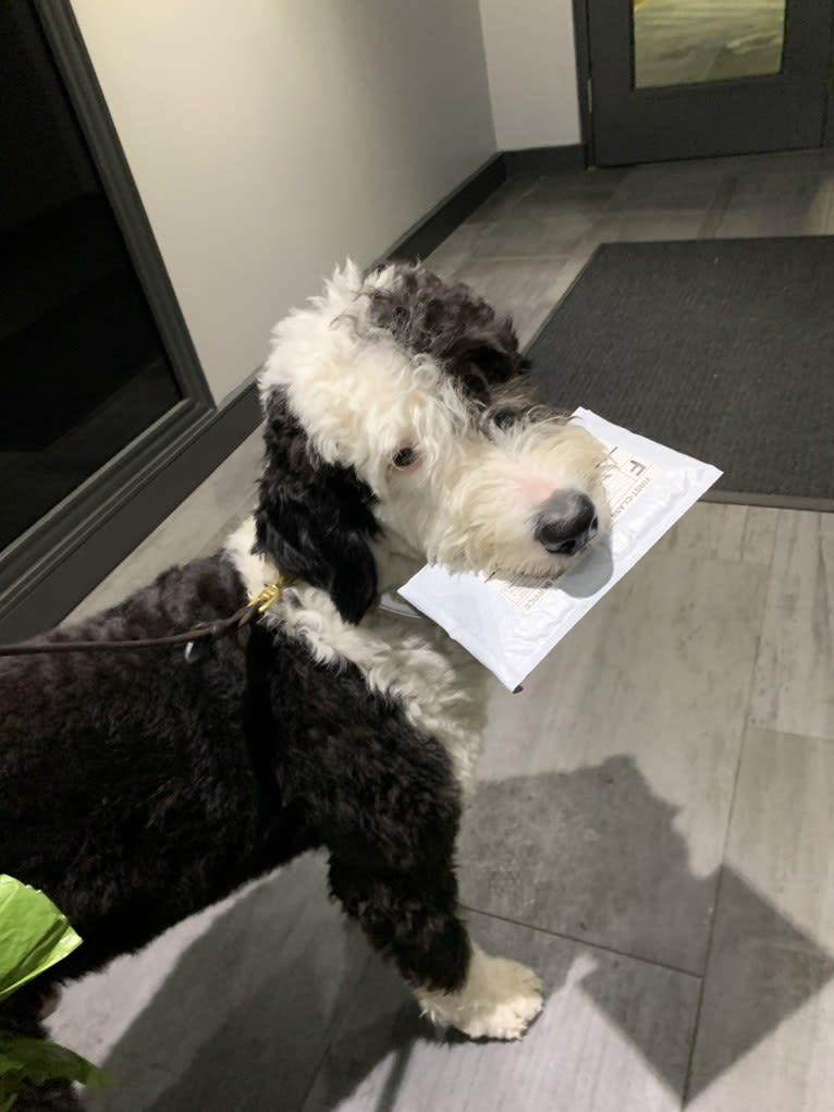 Steinway Grand, a Sheepadoodle tested with EmbarkVet.com