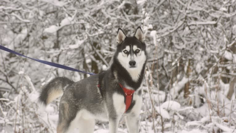 Marko, a Siberian Husky tested with EmbarkVet.com