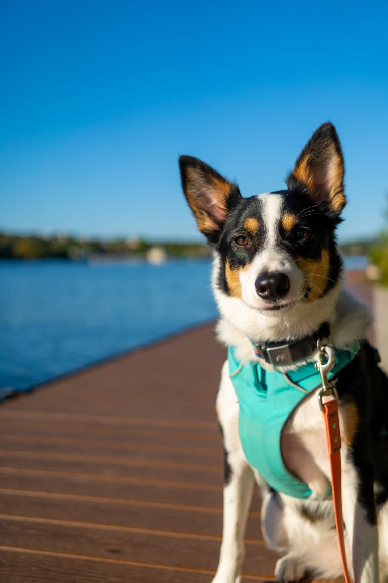 Summer, an Australian Shepherd and Border Collie mix tested with EmbarkVet.com