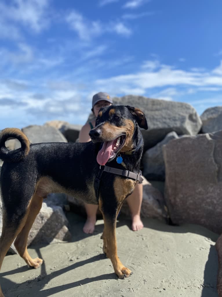 Arlo, a Doberman Pinscher and Miniature/MAS-type Australian Shepherd mix tested with EmbarkVet.com