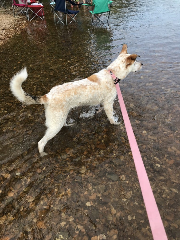 Millie, an Australian Cattle Dog and Great Pyrenees mix tested with EmbarkVet.com