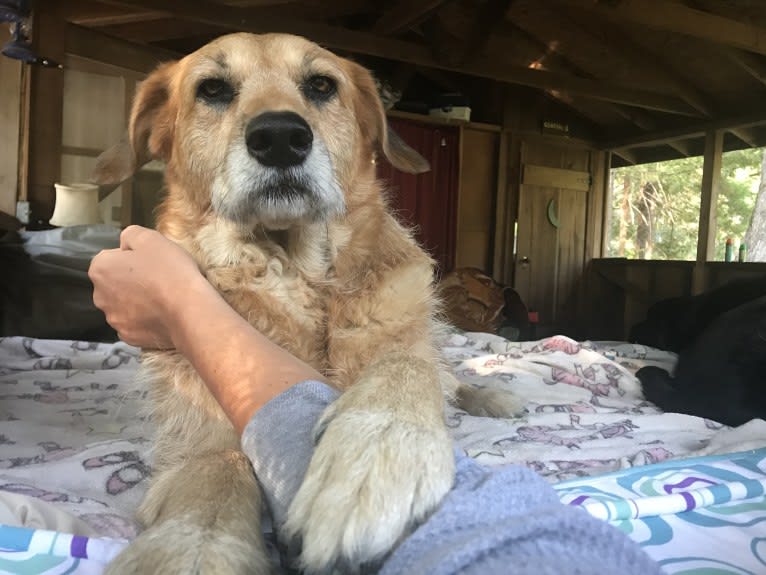 Kiwi Bean, a Chow Chow and Labrador Retriever mix tested with EmbarkVet.com