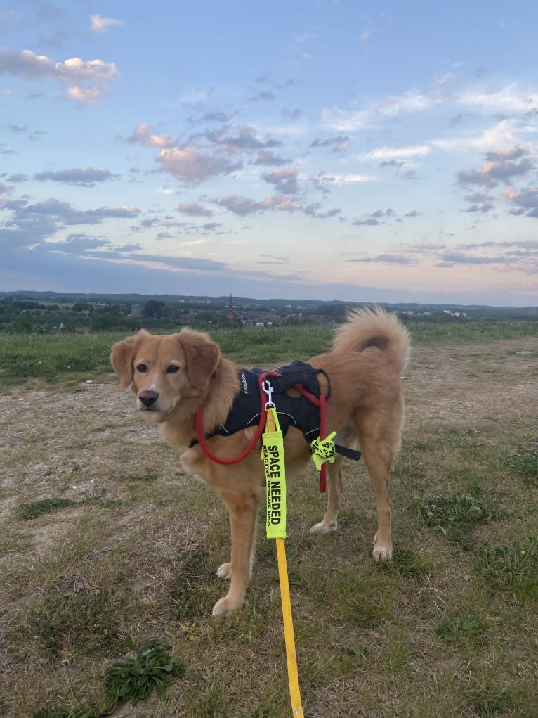 Puck, an Eastern European Village Dog tested with EmbarkVet.com