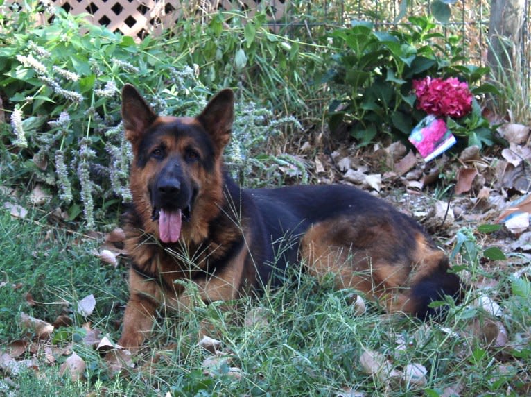 Royalair's captain Cooper sully, a German Shepherd Dog tested with EmbarkVet.com