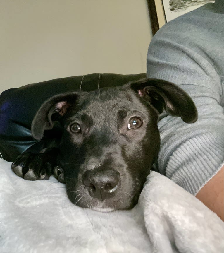 Phoenix, a Labrador Retriever and American Pit Bull Terrier mix tested with EmbarkVet.com