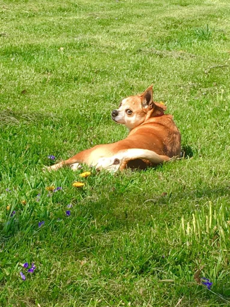 Frankie, a Chihuahua and Miniature Pinscher mix tested with EmbarkVet.com