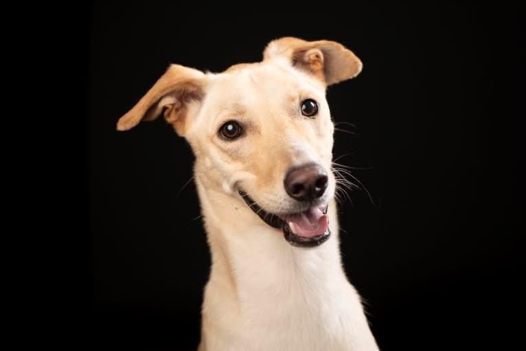 Max, a West Asian Village Dog tested with EmbarkVet.com