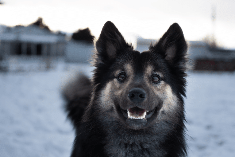"Oso" Stubborn Elm's Ovaent Blessun Bjarki, an Icelandic Sheepdog tested with EmbarkVet.com