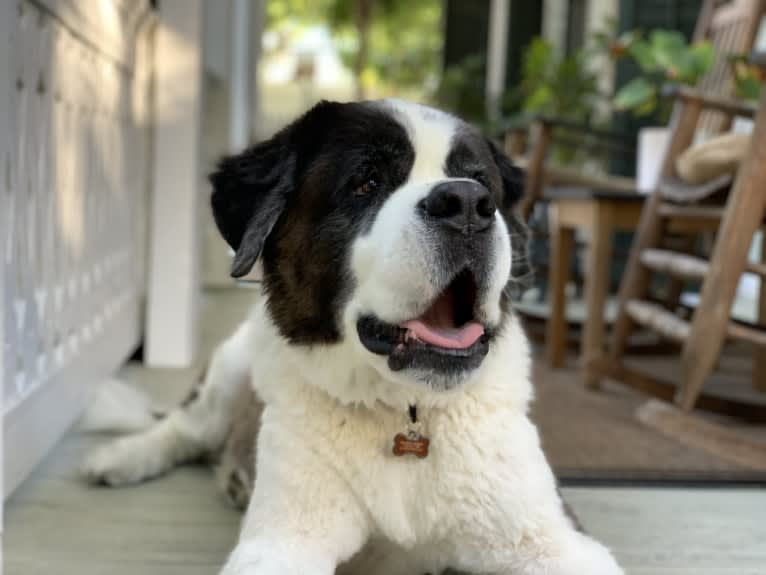 Sully, a Saint Bernard tested with EmbarkVet.com