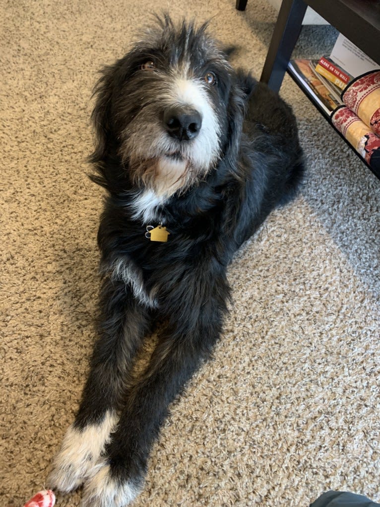 Charlie, an Old English Sheepdog and Labrador Retriever mix tested with EmbarkVet.com