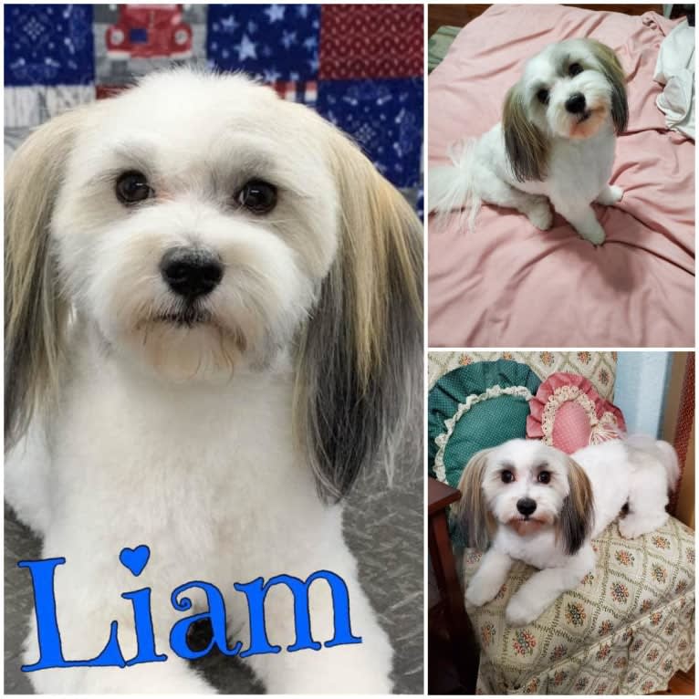 Liam, a Havanese tested with EmbarkVet.com