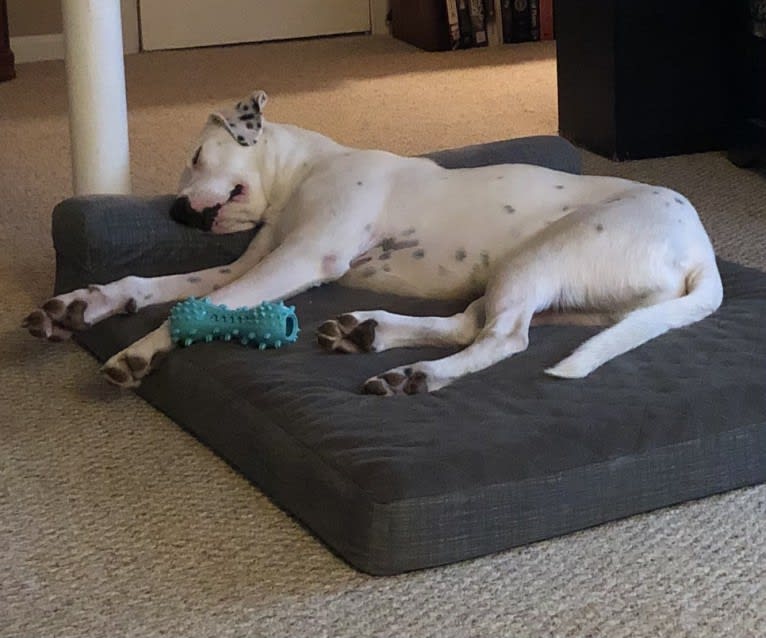 Dylan, an American Bully and Great Pyrenees mix tested with EmbarkVet.com