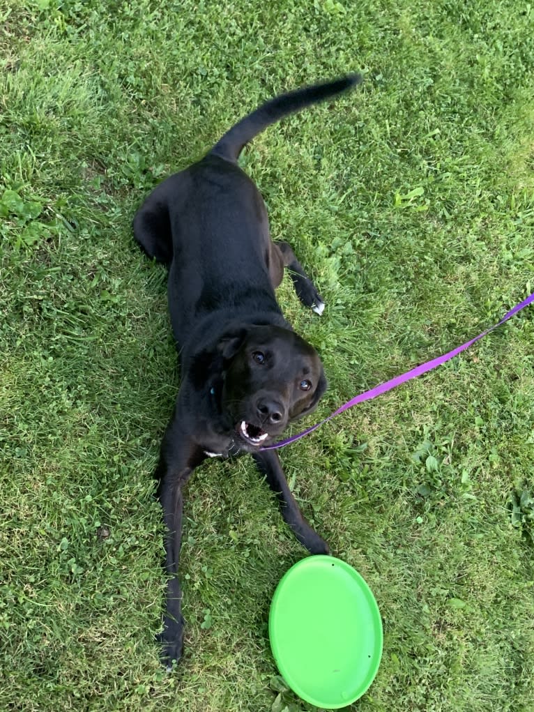 Suki, a Golden Retriever and Labrador Retriever mix tested with EmbarkVet.com