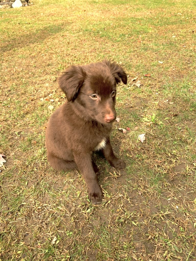 Snickers, an Australian Shepherd tested with EmbarkVet.com