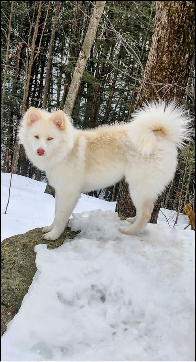 Nori, Noshi, a Pomsky tested with EmbarkVet.com