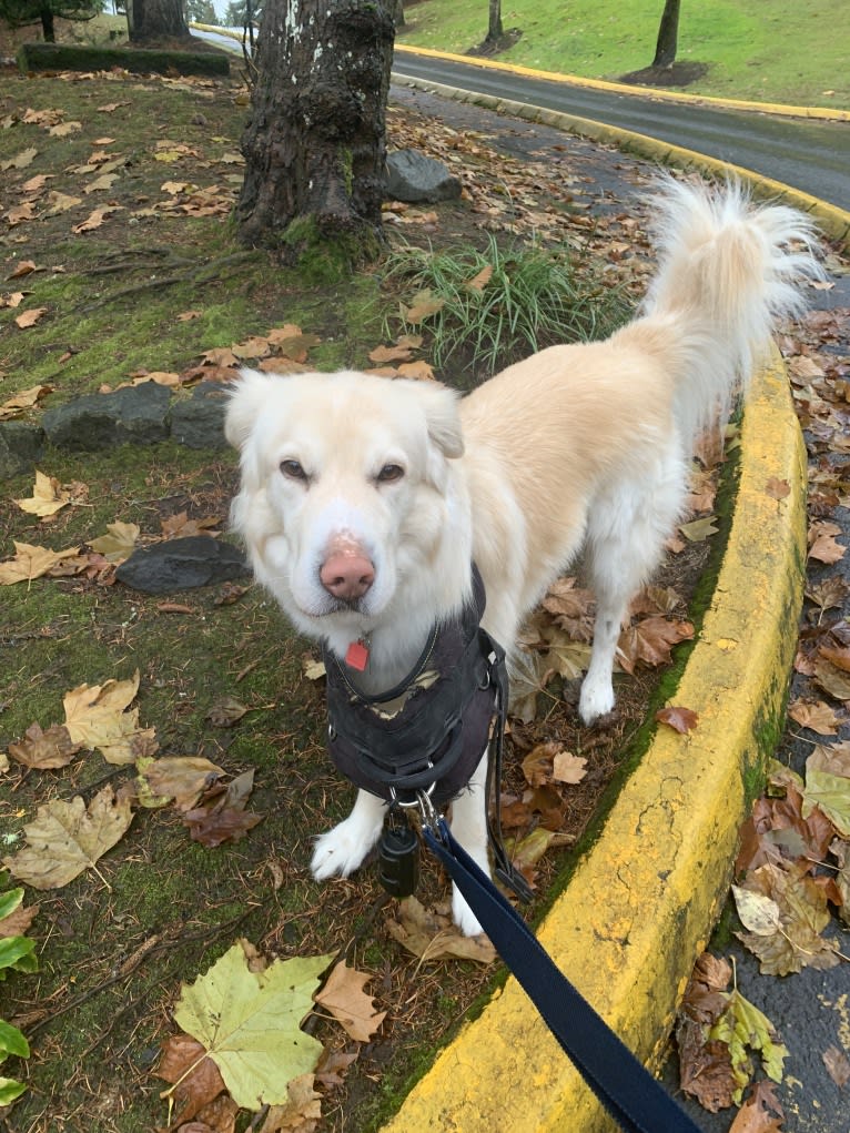 Koa, a Siberian Husky and Golden Retriever mix tested with EmbarkVet.com