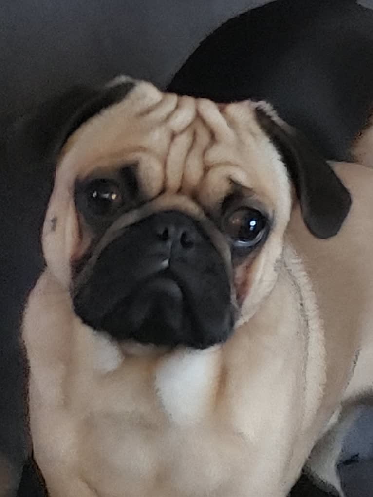 Leroy Fisher, a Pug tested with EmbarkVet.com