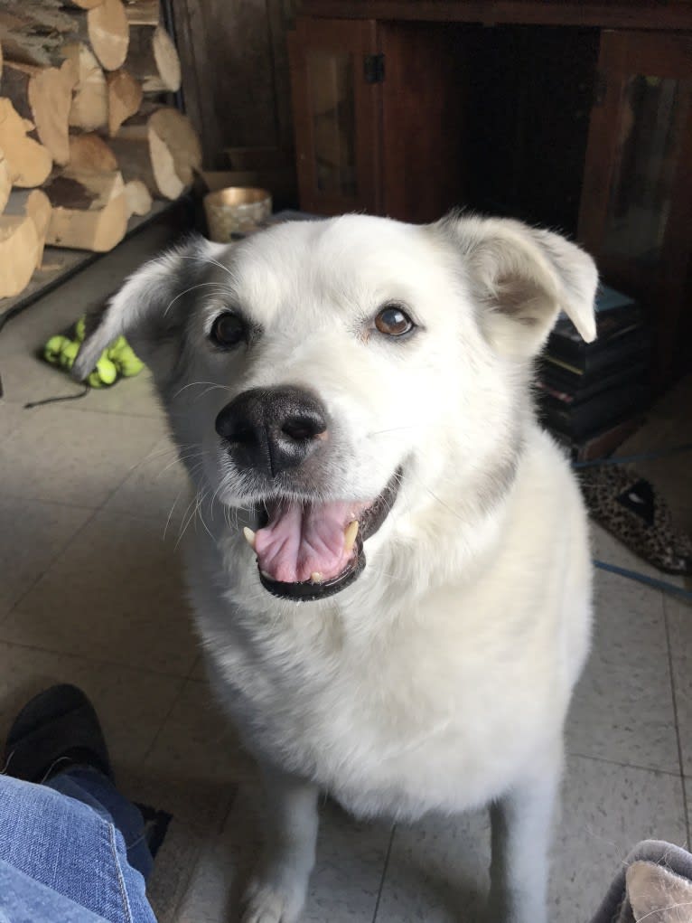 Buddy, an American Eskimo Dog and Norwegian Elkhound mix tested with EmbarkVet.com