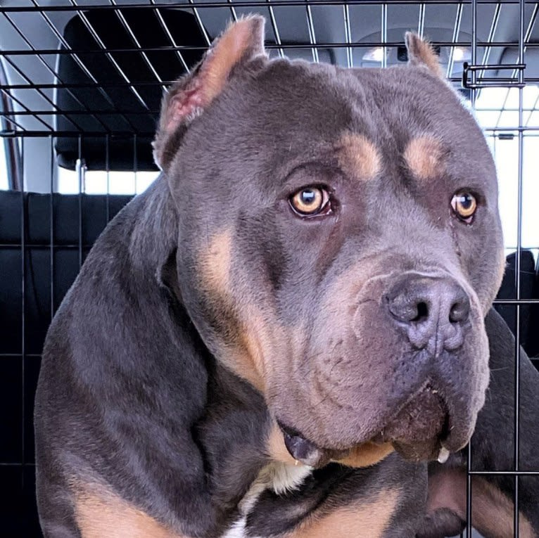 Menace, an American Bully tested with EmbarkVet.com