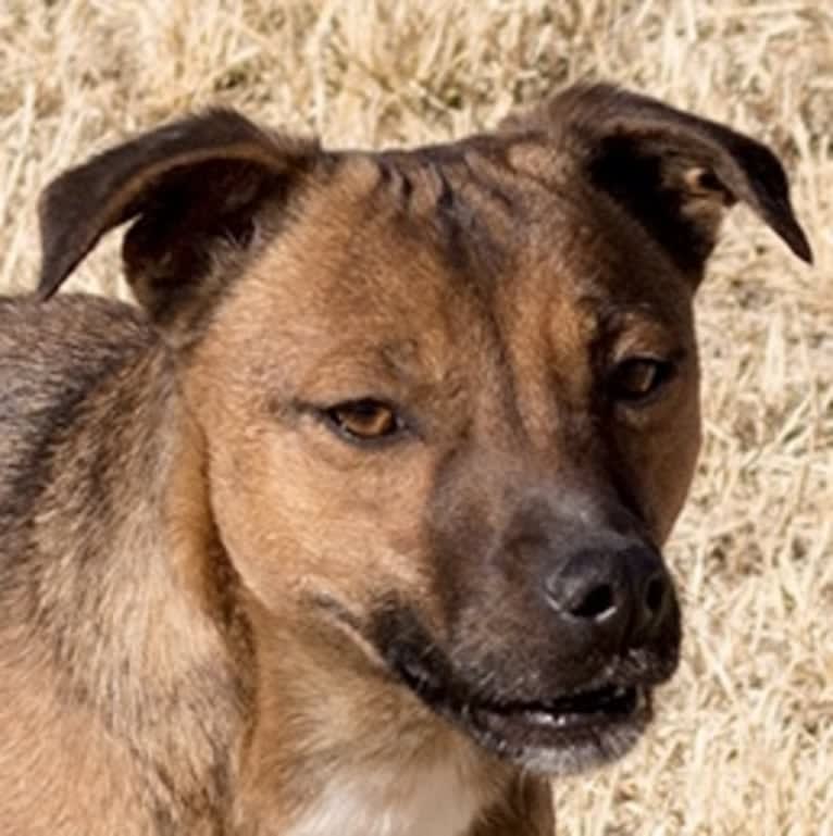 Cutie, a Border Collie and Border Terrier mix tested with EmbarkVet.com