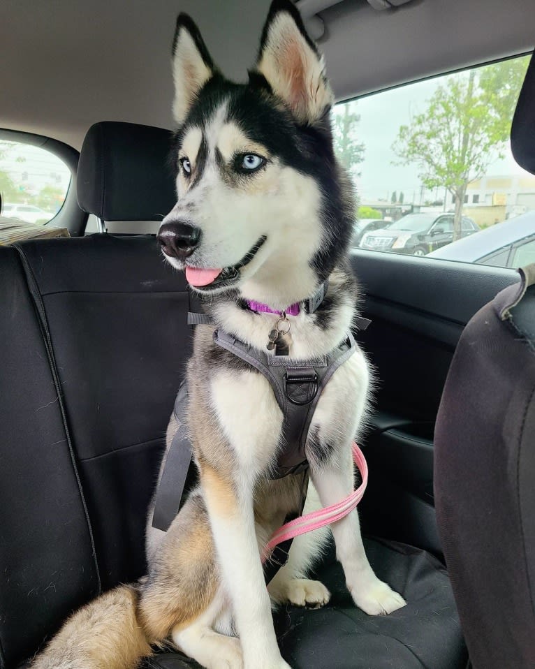 Teyla, a Siberian Husky tested with EmbarkVet.com