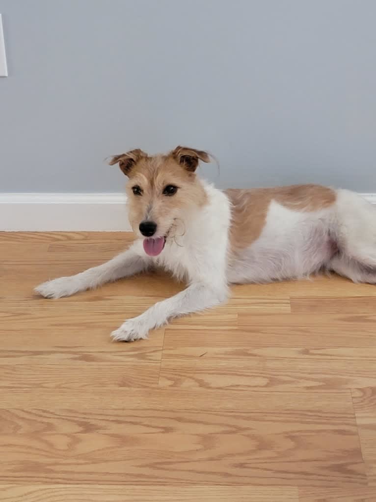 Kona, a Russell-type Terrier tested with EmbarkVet.com