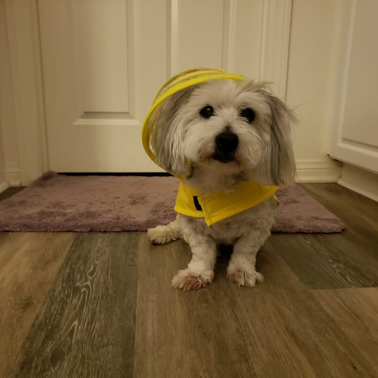 Georgie Michael, a Coton de Tulear tested with EmbarkVet.com