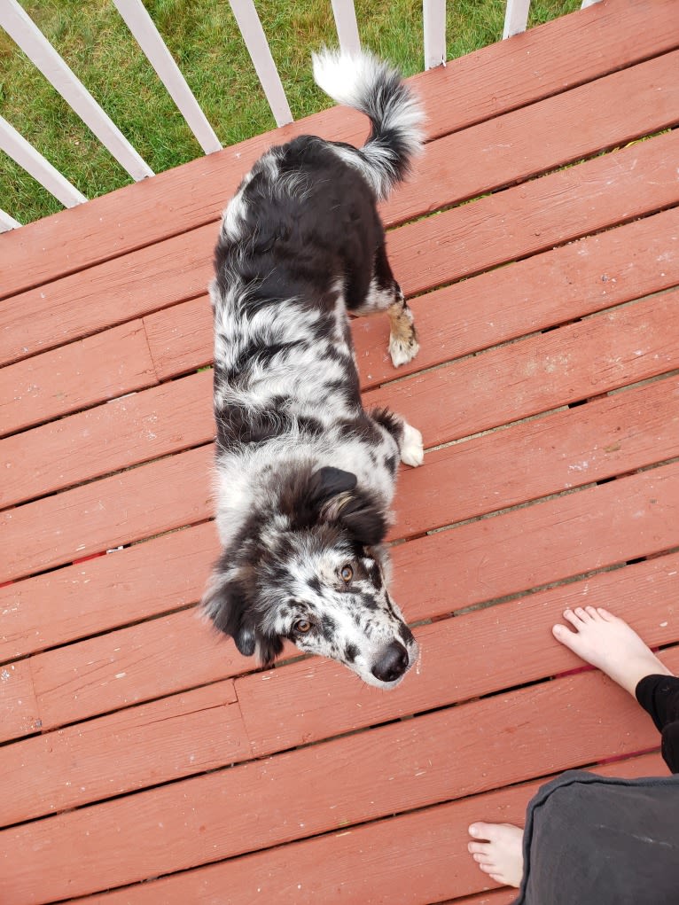 Baloo, a Border Collie and Australian Shepherd mix tested with EmbarkVet.com