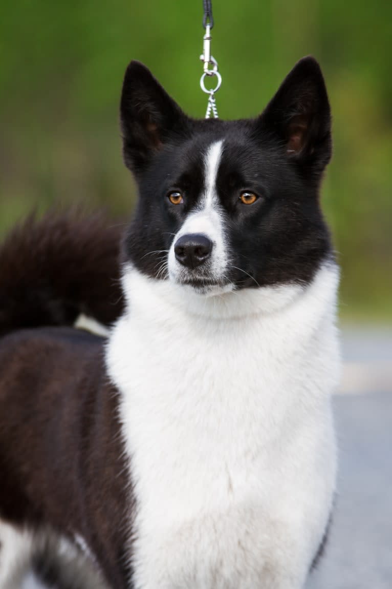 Rohmoivan Evita, a Karelian Bear Dog tested with EmbarkVet.com