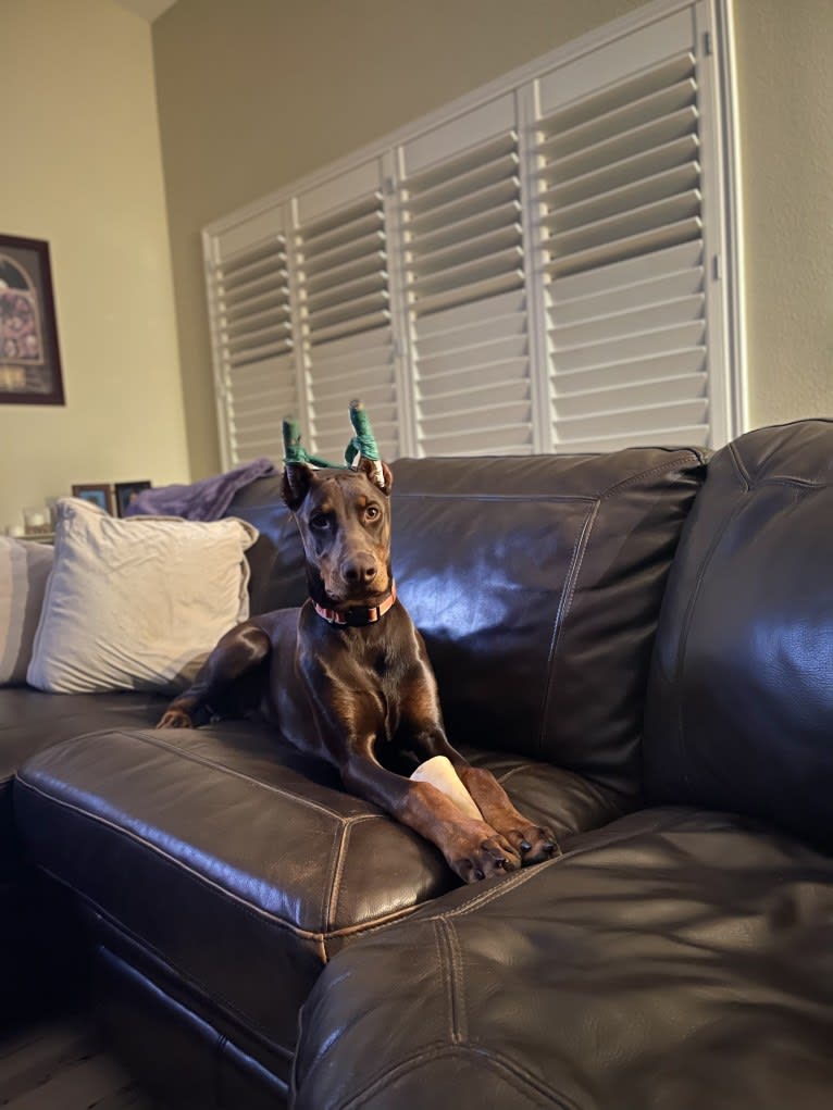 Maverick, a Doberman Pinscher tested with EmbarkVet.com