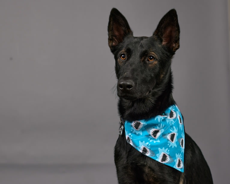 Ronan, a German Shepherd Dog and Belgian Malinois mix tested with EmbarkVet.com
