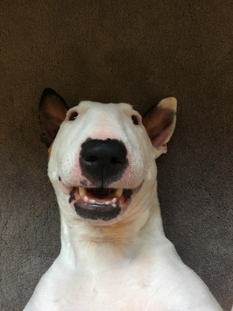 French Fry, a Bull Terrier tested with EmbarkVet.com