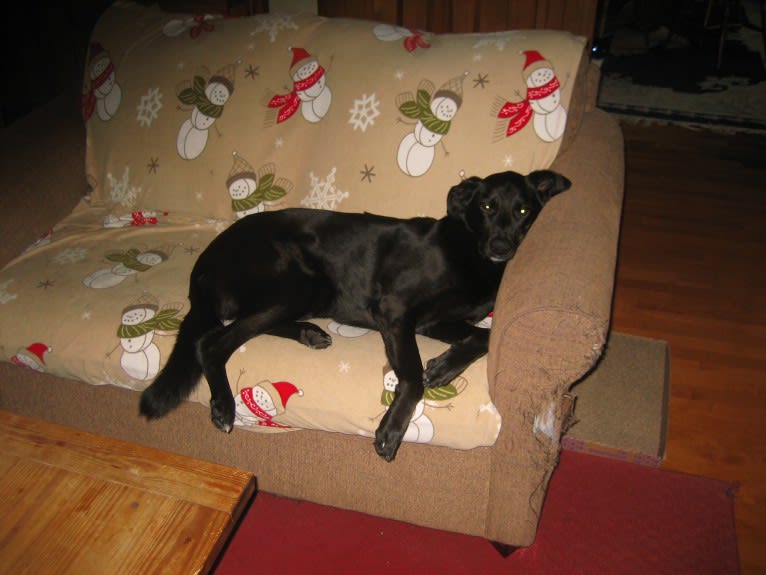 Joey, an American Village Dog tested with EmbarkVet.com