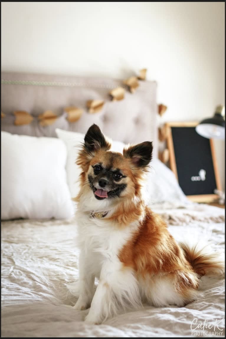 Taz, a Papillon tested with EmbarkVet.com