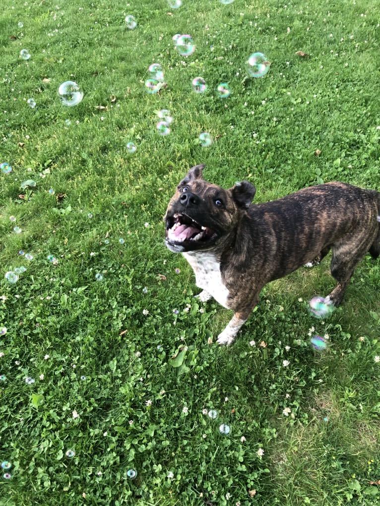 Koba, an Australian Cattle Dog and American Pit Bull Terrier mix tested with EmbarkVet.com