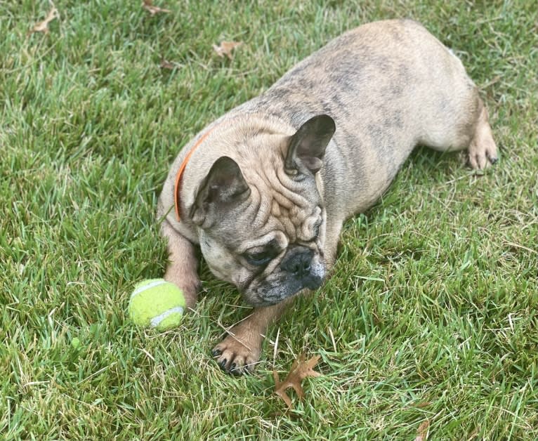 Louie, a French Bulldog and Bulldog mix tested with EmbarkVet.com