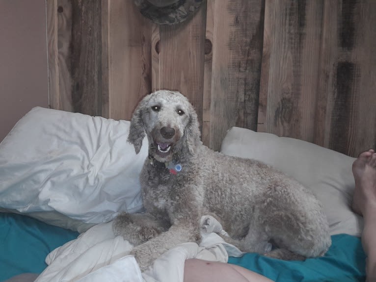 Sunny, a Poodle (Standard) tested with EmbarkVet.com