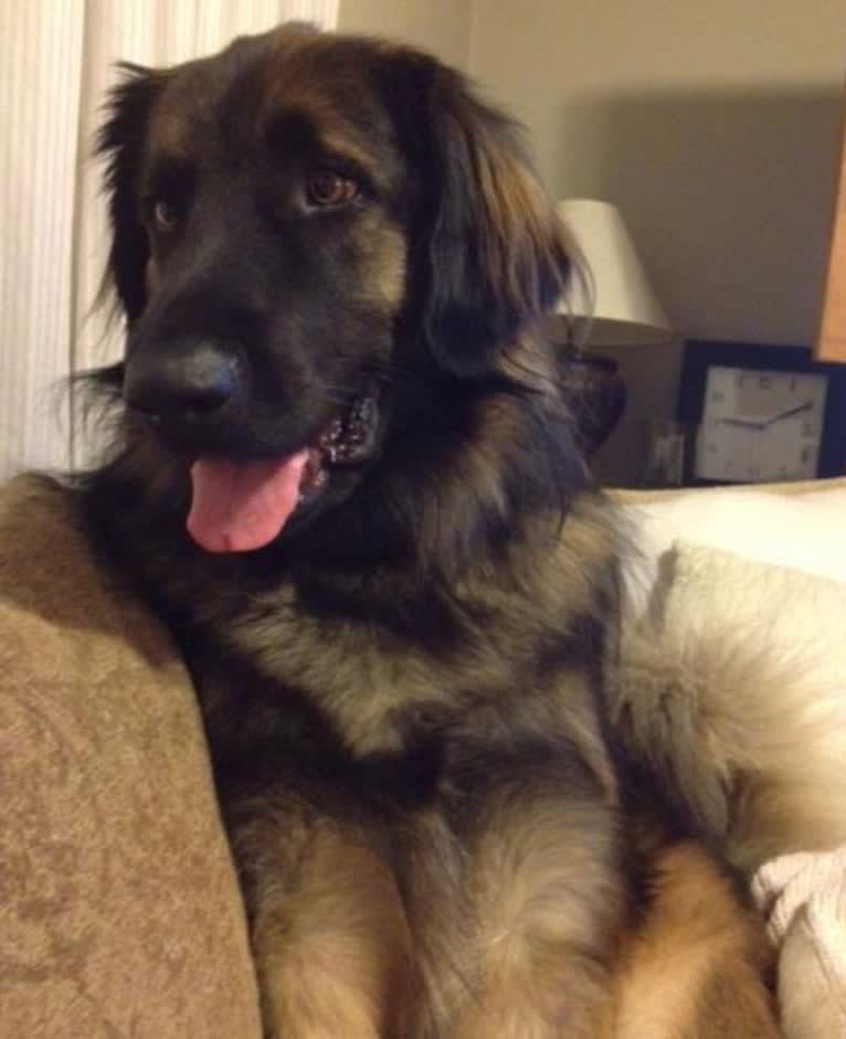 Nina, a Leonberger tested with EmbarkVet.com