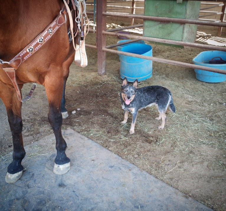 Brisket, an Australian Cattle Dog tested with EmbarkVet.com