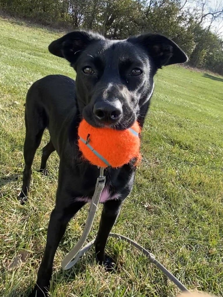 Nala, a Border Collie and American Pit Bull Terrier mix tested with EmbarkVet.com