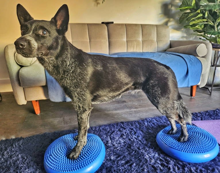 Juniper, an Australian Cattle Dog tested with EmbarkVet.com